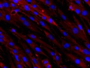 Good Option for Nuclei Staining