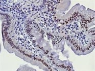 JunB Antibody for IHC