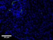 Great CD44 Antibody for IF