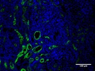 Excellent KIM-1 Antibody for IF Microscopy