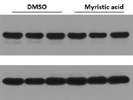 Total Src Antibody for Western Blot