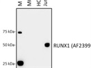 Anti-RUNX1 Antibody
