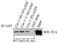 Good Anti-FLAG Antibody