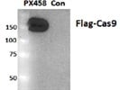 FLAG Antibody Works Well for WB
