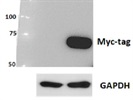 Excellent Myc-Tag Antibody