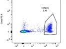 Easy to Use CD8 Antibody