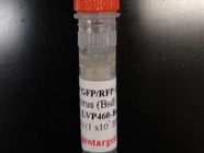 LoxP GFP/RFP Color Switch Lentivirus for Cell Models