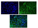Great Cell Marker for ICC