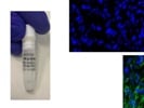 Vimentin Antibody for Cytoskeleton Marker