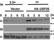 Great Anti-HA Antibody