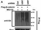 Anti-Ubiquitin Antibody Works Very Well