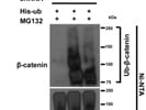 Great Anti-His Antibody