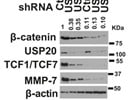 Great Anti-TCF1/TCF7 Antibody