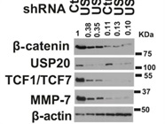 Great Anti-TCF1/TCF7 Antibody