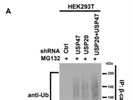 Anti-USP47 Antibody Works Well