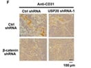 Anti-CD31 Antibody Works Well