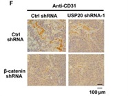 Anti-CD31 Antibody Works Well