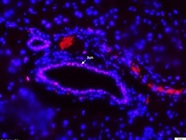c-Jun Antibody for Immunofluorescence
