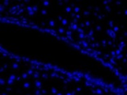 Ki67 Antibody Used for IF
