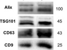 Very Good Anti-CD9 Antibody