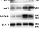 Excellent Anti-JAK2 Antibody