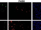 Anti-F4/80 Antibody Works Well