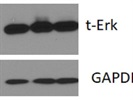 Good Total ERK Antibody