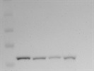 Great Anti-Aire Antibody for Western Blot