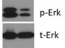 Great Phosphorylated ERK Antibody