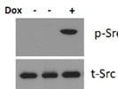Phospho-Sr Antibody Works Well