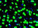 Cortical Neuron Staining via Anti-SATB1 + SATB2 Antibody