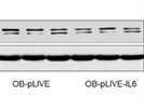 Good ACC Antibody for WB