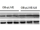 UCP1 Antibody for Western Blot