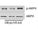 Good Phospho-AMPK Alpha antibody for Western Blot