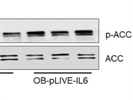 Good Phospho ACC Antibody