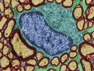 A Guide to Oligodendrocyte Markers