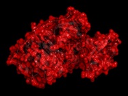 Luciferase Reporter Cancer Cell Lines Facilitate CAR-T Development