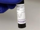 Good Signal with PE Anti-Mouse CD254 (TRANCE, RANKL) Antibody