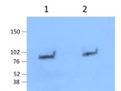 Very Clean Anti-Lactoferrin/LTF Antibody Picoband
