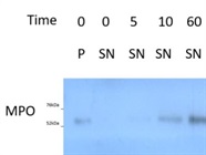 Extremely Reliable and Clean MPO Antibody