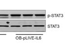 Good Phospho-STAT3 Antibody