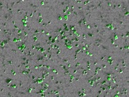 Excellent Transfection Reagent in Many Cell Types