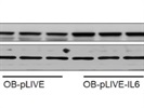 Great Loading Control Antibody