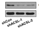 Good Cyclin D1 Antibody for Western Blot