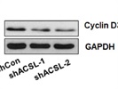 Good Cyclin D3 Antibody