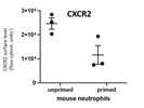CD182 Antibody with Very Strong Signal