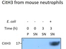 Histone H3 Antibody Works Well in our Hands