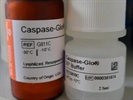 Caspase-Glo® 3/7 Assay for Apoptosis Detection