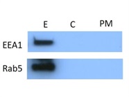 Brilliant Antibody, Very Clean WB & Excellent IP of Early Endosomes