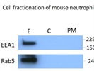 Rab5 Antibody Used as a Marker of Early Endosomes for Cell Fractionation